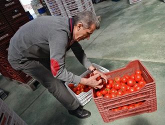 Подтвердилась готовность разрешить ограниченные поставки турецких томатов