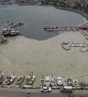 В Турции бьют тревогу: морские сопли угрожают туризму