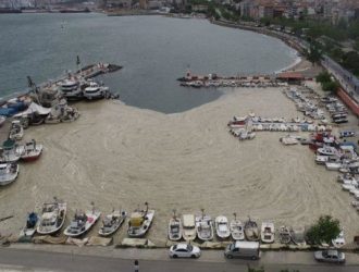 В Турции бьют тревогу: морские сопли угрожают туризму