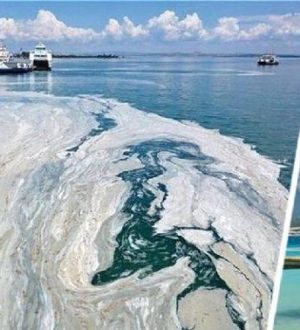 На пляжах Турции морская слизь начала менять цвет воды на серый, убивая всю живность